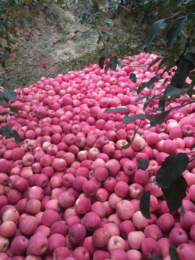 198524977977015025
